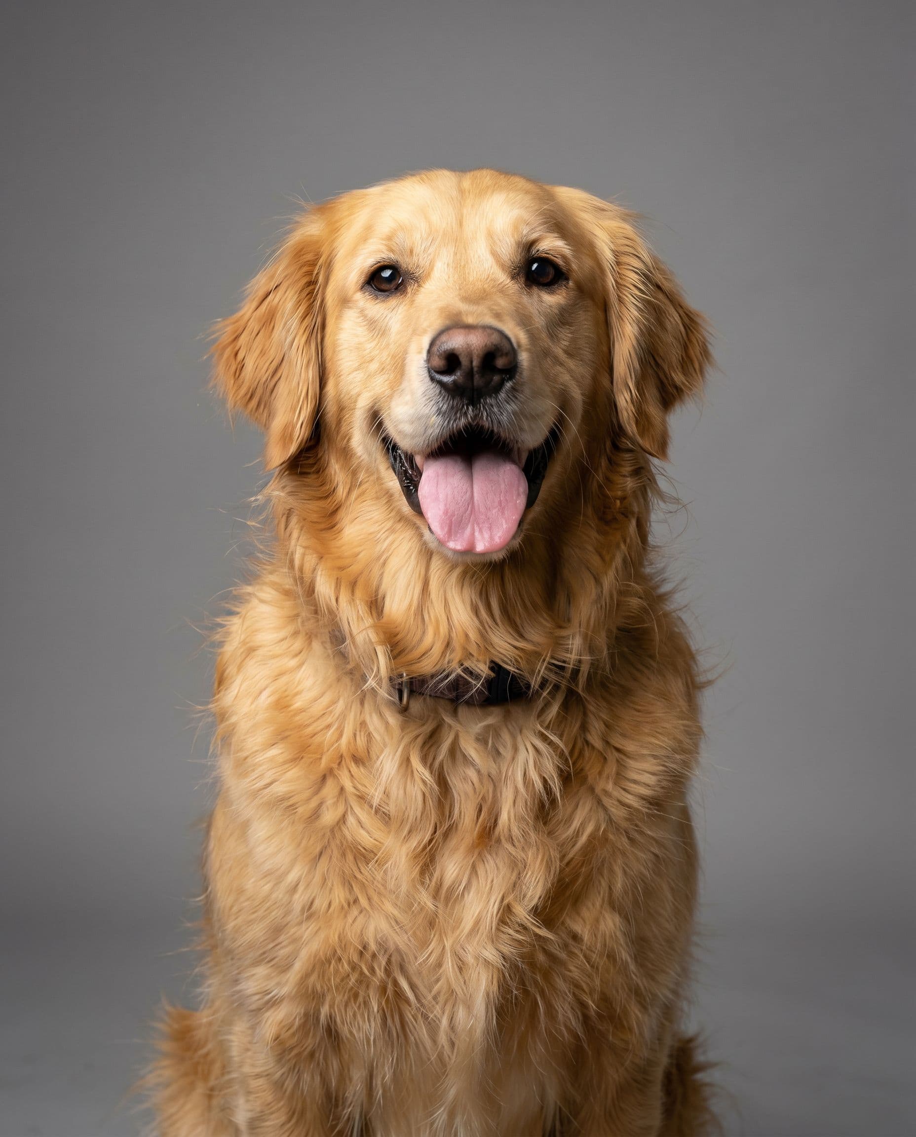 AI pet portrait of a golden retriever in studio